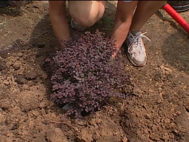 royal burgundy barberry used for color in yard royal burgundy barberry used for color in yard