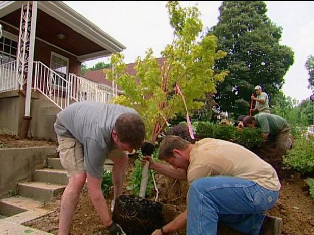 coral bark japanese maple used in landscaping coral bark japanese maple used in landscaping