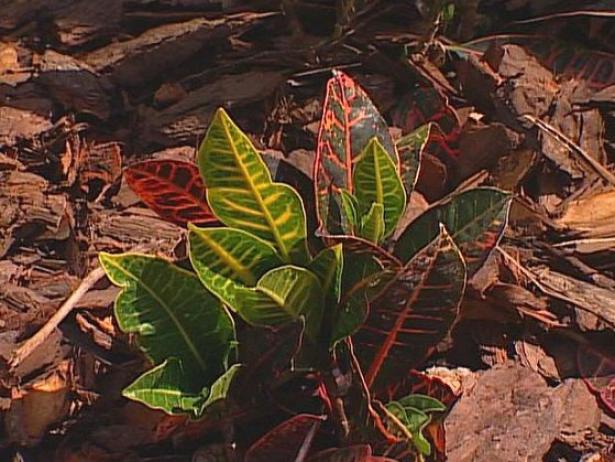 croton is a shrub with colorful foliage croton is a shrub with colorful foliage