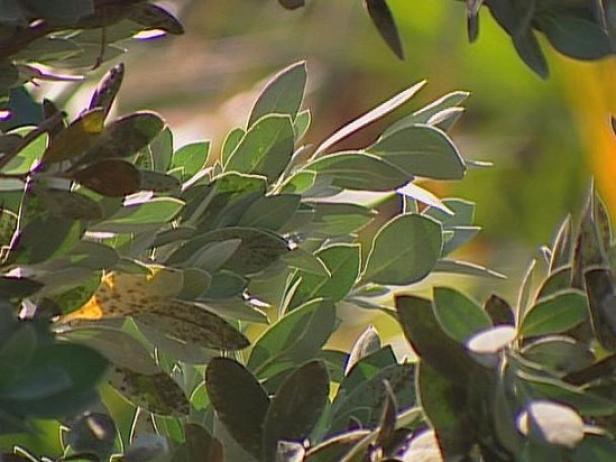silver buttonwood has button like seed pods silver buttonwood has button like seed pods