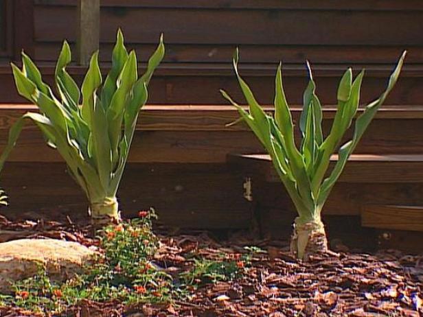 crinum lily is a large tropical lily crinum lily is a large tropical lily