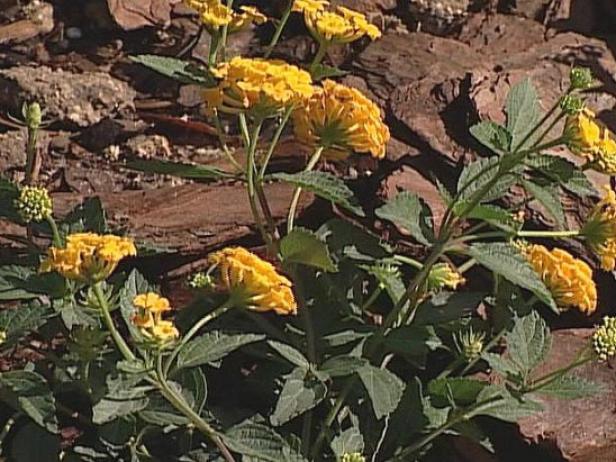 purple trailing lantana is used as groundcover purple trailing lantana is used as groundcover