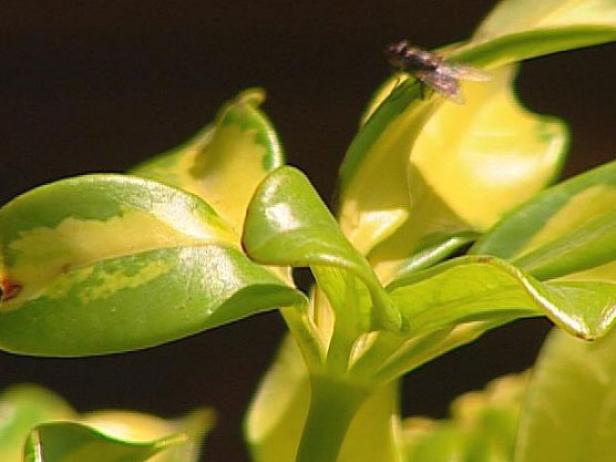 trinettes arboricola is a tender evergreen shrub trinettes arboricola is a tender evergreen shrub
