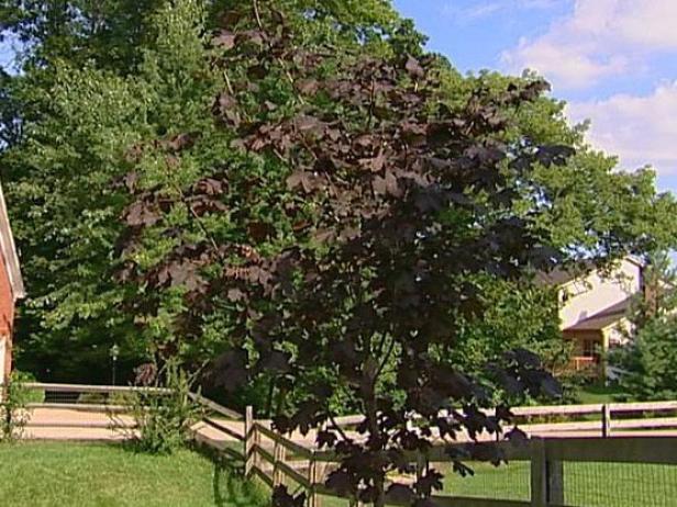 crimson king norway maple cultivar can be invasive crimson king norway maple cultivar can be invasive