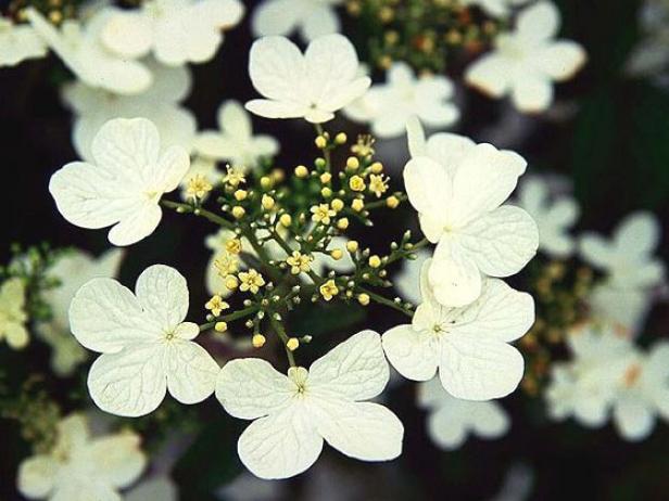 summer snowflake doublefile viburnum has lace cap summer snowflake doublefile viburnum has lace cap