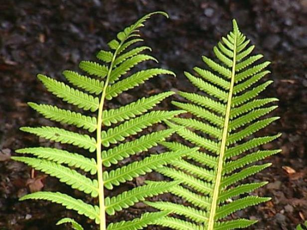 ostrich fern reaches upwards of four feet ostrich fern reaches upwards of four feet