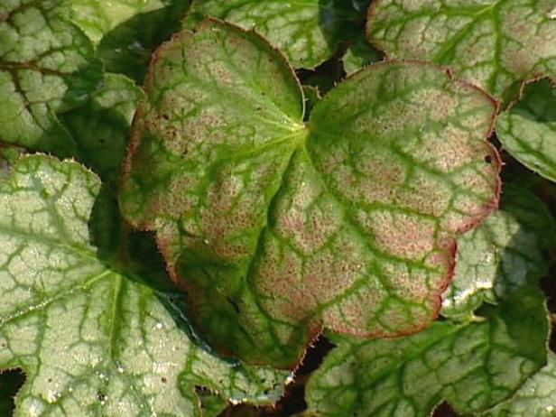green spice coral bell has gray edge silver leaves green spice coral bell has gray edge silver leaves