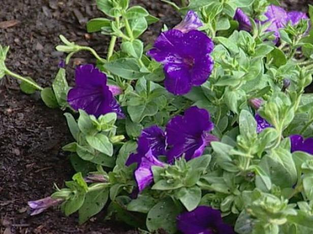 petunia hybrid is a spreading tender perennial petunia hybrid is a spreading tender perennial