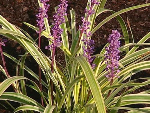 variegated lilyturf is an evergreen groundcover variegated lilyturf is an evergreen groundcover