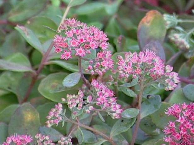 vera jameson stonecrop has succulent foliage vera jameson stonecrop has succulent foliage