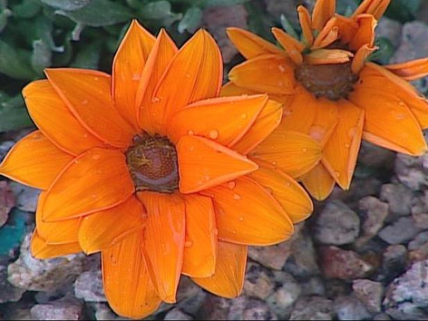 treasure flower has large daisy like flowers treasure flower has large daisy like flowers