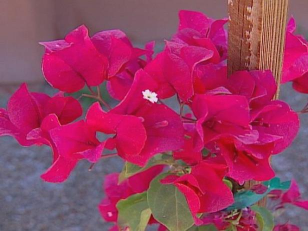 barbara karst bougainvillea has vivid red flowers barbara karst bougainvillea has vivid red flowers