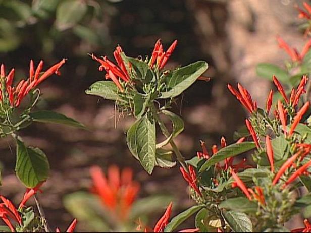 mexican honeysuckle attracts hummingbirds mexican honeysuckle attracts hummingbirds