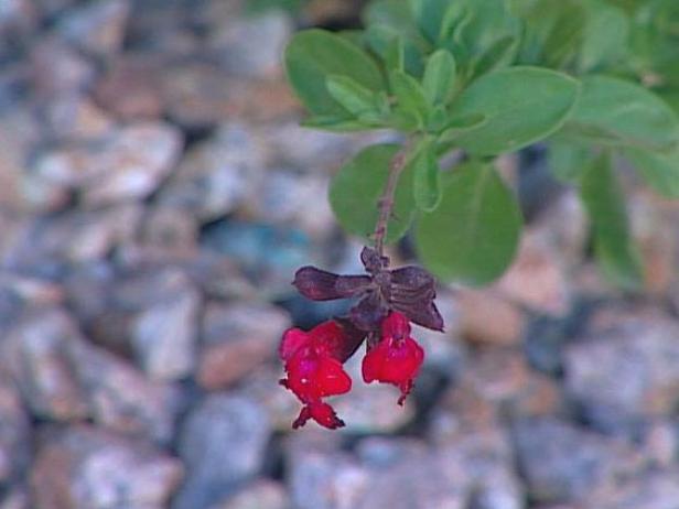 autumn sage has trumpet shaped colorful flowers autumn sage has trumpet shaped colorful flowers