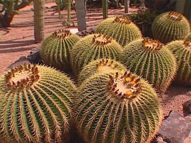 golden barrel is a large, cylindrical cactus golden barrel is a large, cylindrical cactus