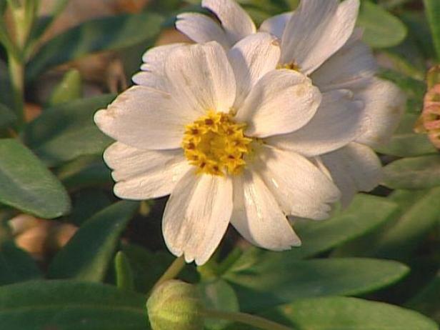 blackfoot daisy can be invasive in some areas blackfoot daisy can be invasive in some areas