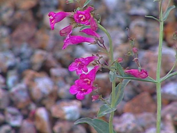parrys penstemon has bright pink flowers parrys penstemon has bright pink flowers