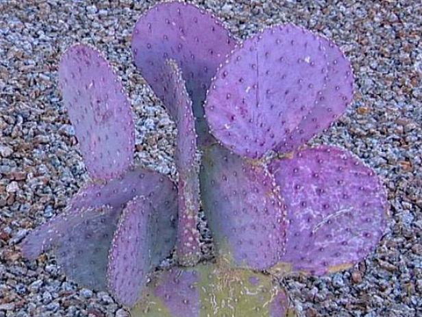 santa rita prickly pear produces edible fruit santa rita prickly pear produces edible fruit