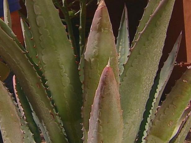 murphys agaveis an evergreen succulent murphys agaveis an evergreen succulent