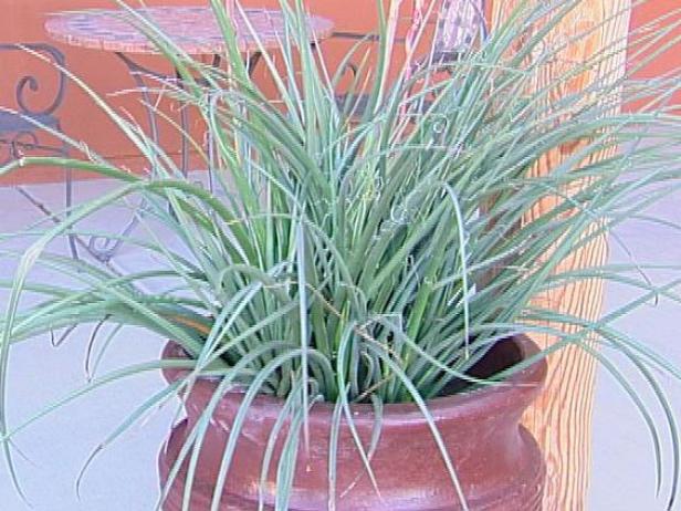 red texas yucca has thick sword shaped foliage red texas yucca has thick sword shaped foliage