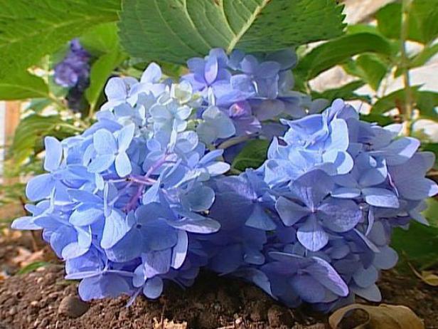 endless summer hydrangea blooms in pink and blue endless summer hydrangea blooms in pink and blue
