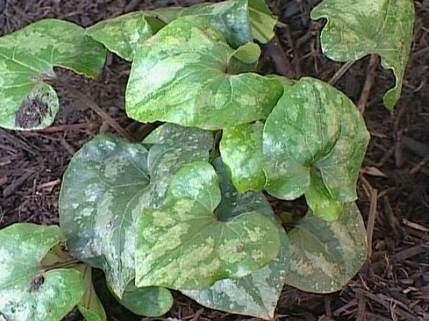 chinese wild ginger has heart shaped blooms chinese wild ginger has heart shaped blooms