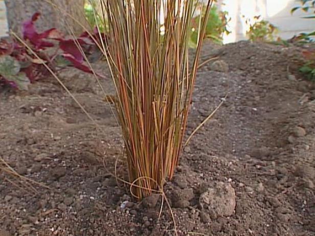 fox red curly sedge has brown spike flowers fox red curly sedge has brown spike flowers
