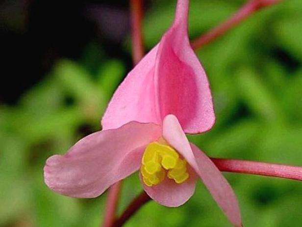 hardy begonia has large heart shaped leaves hardy begonia has large heart shaped leaves