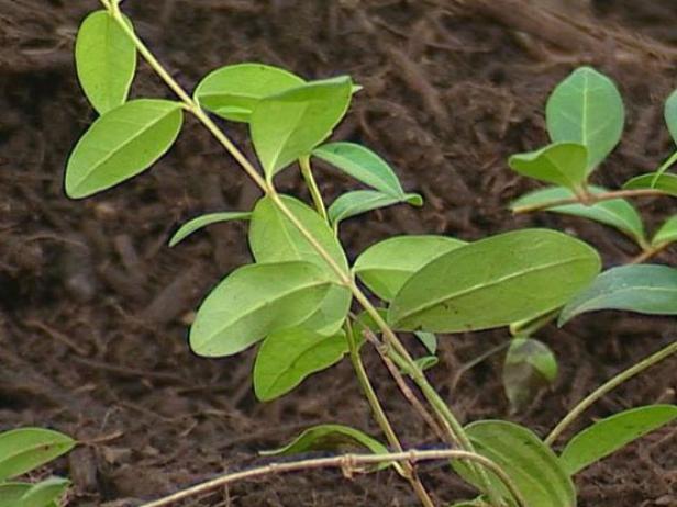 common periwinkle is a spreading groundcover common periwinkle is a spreading groundcover