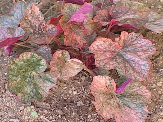Mardi Gras Coral Bells has variegated leaves Mardi Gras Coral Bells has variegated leaves