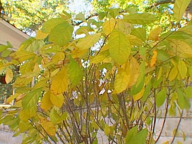 spicebush has bright green yellow leaves spicebush has bright green yellow leaves