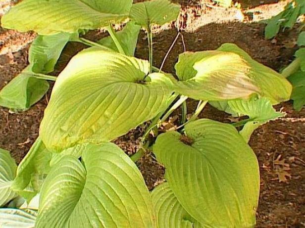 sum and substance hosta needs lots of space sum and substance hosta needs lots of space
