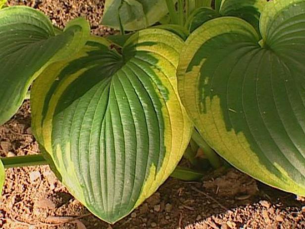 frances williams hosta is grown for its foliage frances williams hosta is grown for its foliage