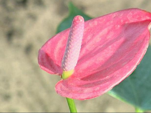 red hot anthurium is a tropical houseplant red hot anthurium is a tropical houseplant