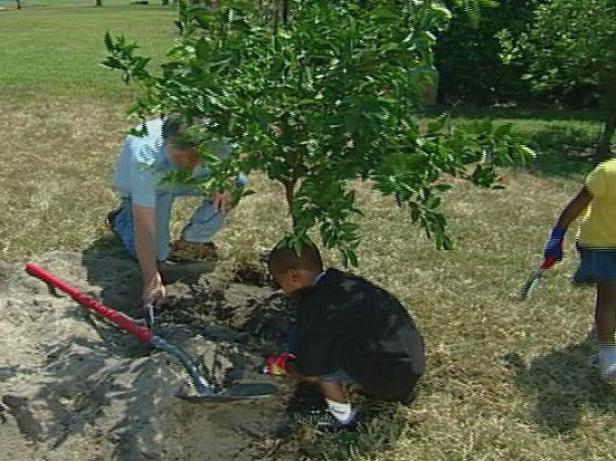 tangerine tree is known for sweet juicy fruit tangerine tree is known for sweet juicy fruit