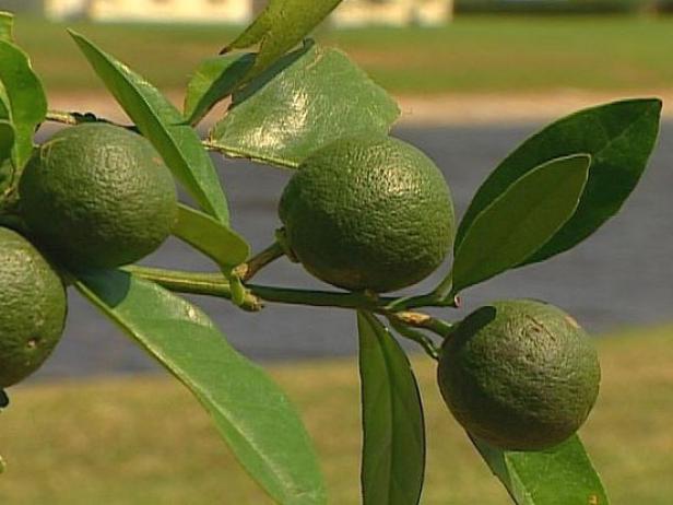 tangelo or honeybell tree has a sweet juicy fruit tangelo or honeybell tree has a sweet juicy fruit