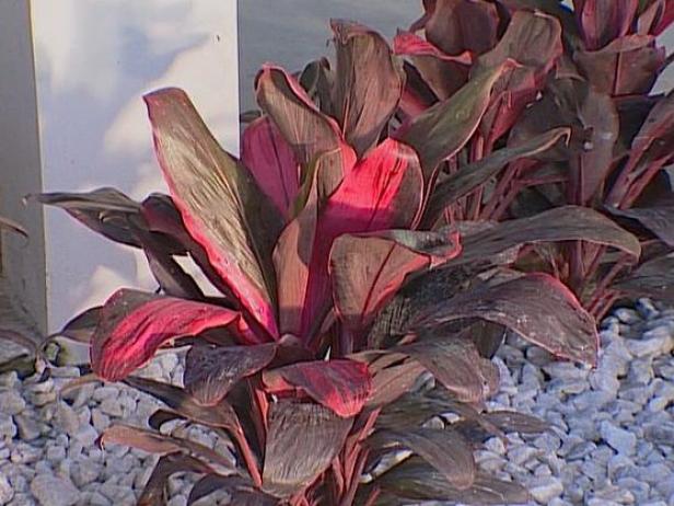 red sister or ti plant known for fragrant flowers red sister or ti plant known for fragrant flowers