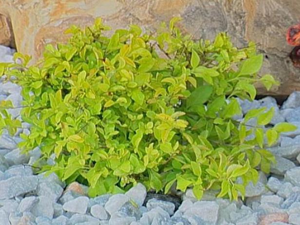 Gold Mound or Golden Dewdrop is a sprawling plant Gold Mound or Golden Dewdrop is a sprawling plant