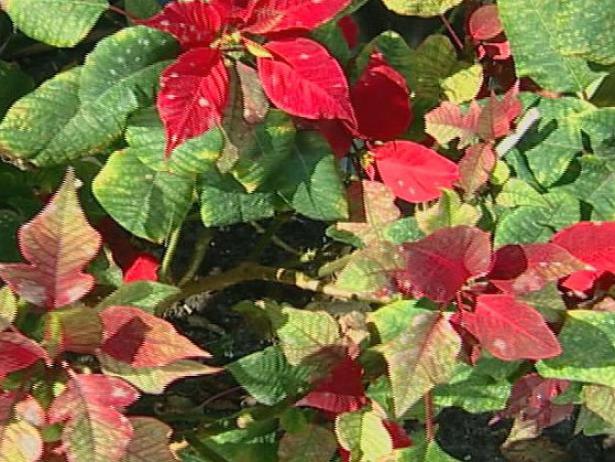 Poinsettia are holiday favorites but poisonous Poinsettia are holiday favorites but poisonous