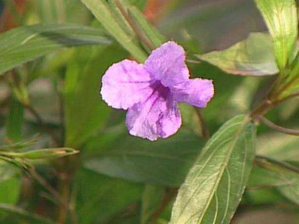 mexican petunia can be invasive in some areas mexican petunia can be invasive in some areas