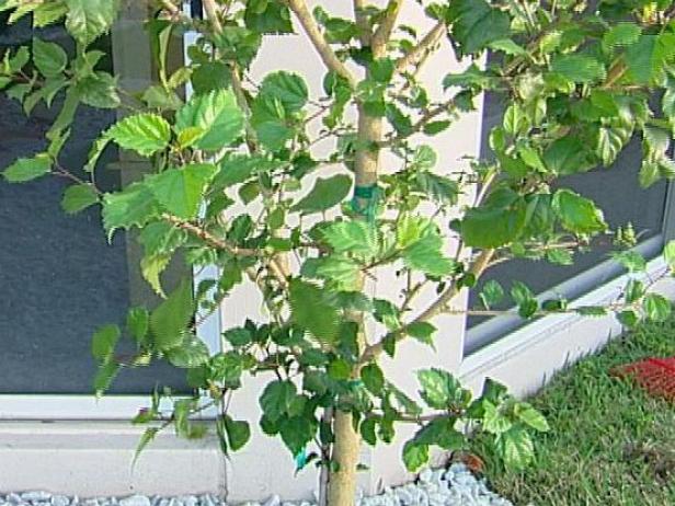 tropical hibiscus tree has large pink flowers tropical hibiscus tree has large pink flowers