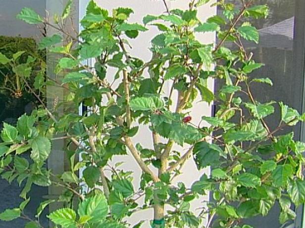 president red hibiscus is tropical with red blooms president red hibiscus is tropical with red blooms
