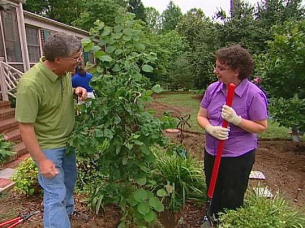 evaluate yard before selecting trees evaluate yard before selecting trees
