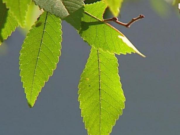 chinese lacebark elm has good fall color chinese lacebark elm has good fall color