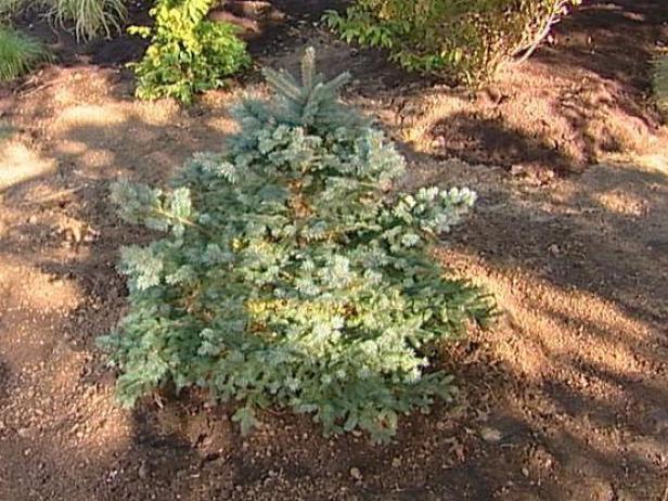 fat albert colorado blue Spruce has blue needles fat albert colorado blue Spruce has blue needles