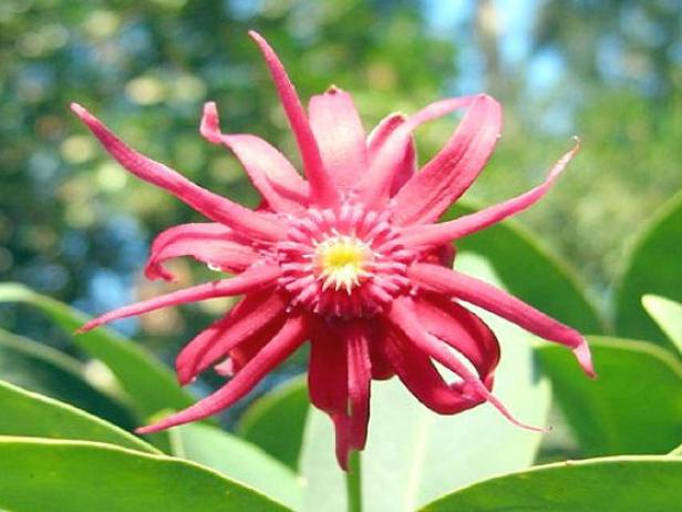 florida anise tree emits a smell similar to anise florida anise tree emits a smell similar to anise
