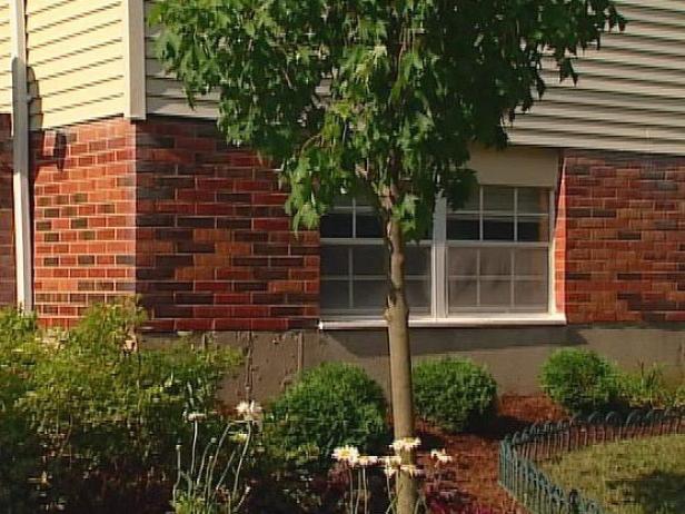 armstrong red maple has upright columnar habit armstrong red maple has upright columnar habit