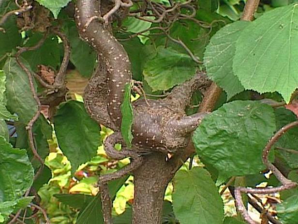 harry lauders walking stick has contorted limbs harry lauders walking stick has contorted limbs