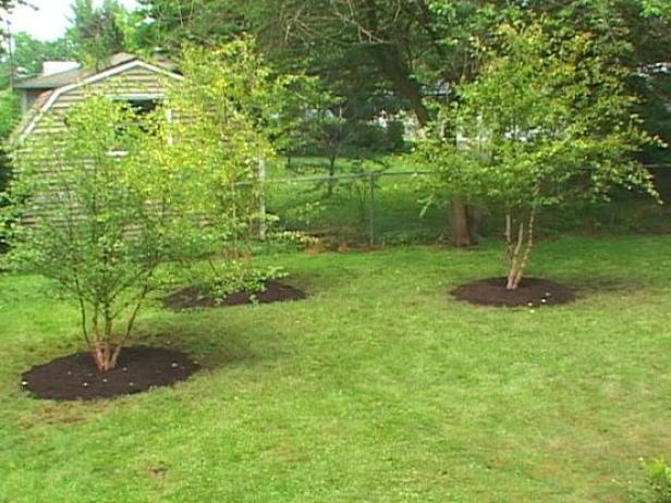 river birch is more pest resistant birch variety river birch is more pest resistant birch variety