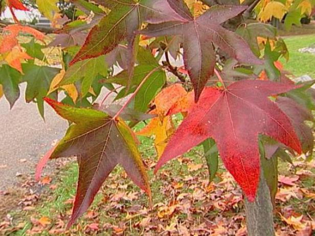 emperor japanese maple has deep purple leaves emperor japanese maple has deep purple leaves